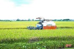 Nông dân Hà Tĩnh khẩn trương thu hoạch lúa xuân để tránh mưa lớn