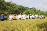 Vũ Quang hỗ trợ người dân sản xuất 1,5 ha lúa hữu cơ