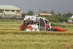 Can Lộc gần chạm đích thu hoạch lúa vụ xuân