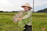 Năng suất lạc vụ xuân ở Lộc Hà đạt thấp