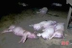 Sét đánh chết 12 con lợn của một hộ dân ở Hương Sơn