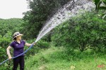 Nông dân vựa cam Hà Tĩnh giúp cây “trốn” nắng nóng