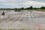 Cẩm Xuyên thí điểm chuyển đổi cơ cấu cây trồng trên đất trồng lúa