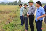 Tiến độ gieo cấy lúa hè thu ở Hương Sơn mới đạt 43,2%
