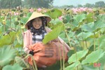 Nông dân Hà Tĩnh ngâm mình trong bùn thu hoạch đài sen