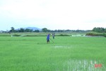 Sau mưa, nông dân Hà Tĩnh xuống đồng tỉa dặm lúa hè thu
