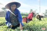 Nông dân huyện miền núi Hà Tĩnh kém vui khi chè “rớt” giá, năng suất giảm