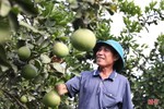 Người cựu binh ở Hà Tĩnh dành 4-6 tiếng mỗi ngày chăm vườn mẫu sum suê cây trái