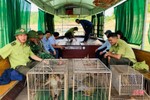 Vườn quốc gia Vũ Quang thả 50 động vật hoang dã về môi trường tự nhiên
