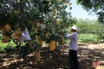 Nông dân Hương Khê “mặc áo” cho quả bưởi, tủ gốc cho cây chè