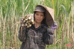 Nông dân Thạch Kênh thu lãi cao từ trồng mía