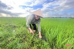 Mưa vàng “giải nhiệt”, nông dân Hà Tĩnh tranh thủ chăm sóc lúa hè thu