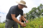 “Mục sở thị” vườn ớt quả tròn ở Hà Tĩnh