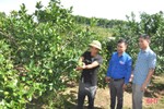 Vốn chính sách giúp nông dân huyện miền núi Hà Tĩnh làm giàu