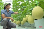 Trồng dưa lưới - hướng phát triển cho giá trị kinh tế cao của nông dân Nghi Xuân