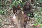 Thả 8 cá thể động vật hoang dã về Vườn Quốc gia Vũ Quang