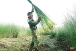 “Ốc đảo” Hồng Lam mùa thu hoạch cói