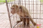 Cá thể khỉ vàng quý hiếm xuất hiện trong vườn nhà dân ở Lộc Hà