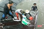 Hà Tĩnh sản xuất gần 550 triệu con giống thủy sản cho thị trường
