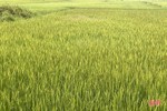 Hơn 18.000 ha lúa hè thu ở Hà Tĩnh đã trổ bông