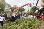 TP Hà Tĩnh “khám sức khỏe” cây xanh trước mùa mưa bão