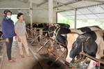 Nghịch lý thịt bò ở Hà Tĩnh: Giá hơi “chạm đáy”, giá thành phẩm vẫn ở mức cao