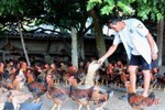 Người dân Vũ Quang chủ động tăng đàn, “vỗ béo” vật nuôi phục vụ thị trường cuối năm