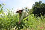 Nông dân miền núi Hà Tĩnh biến đất bỏ hoang thành đồng cỏ phục vụ chăn nuôi