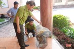 Bàn giao cá thể rắn hổ mang chúa cho Vườn Quốc gia Vũ Quang