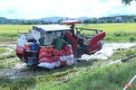 Sau mưa lớn, nông dân Hà Tĩnh hối hả ra đồng thu hoạch gọn lúa hè thu