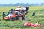 Dự báo có mưa lớn, nông dân Hà Tĩnh khẩn trương thu hoạch lúa hè thu