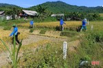 Tuổi trẻ Vũ Quang giúp người dân xã biên giới thu hoạch lúa “chạy” mưa
