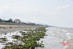 Sau đợt mưa lớn, bèo tây “bủa vây” bờ sông, bãi biển ở Lộc Hà