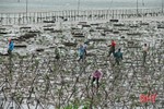 Gian nan phủ xanh 91 ha rừng ngập mặn ven biển Hà Tĩnh