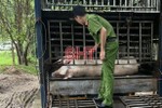 Cảnh sát Môi trường Hà Tĩnh kịp ngăn vụ chở lợn chết vào lò mổ