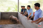 Nông dân Hương Sơn hợp tác với Tập đoàn Quế Lâm chăn nuôi lợn hữu cơ