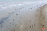 Hàng trăm người dân đổ ra biển Lộc Hà nhặt sò lông dạt bờ sau bão