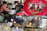 [Video] Cận cảnh đánh bắt, mua bán chim trời ở Hà Tĩnh