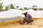 Nông dân Hà Tĩnh tất bật bảo vệ rau màu trước dự báo mưa lớn