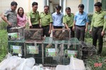 Vườn Quốc gia Vũ Quang tái thả 30 cá thể động vật hoang dã