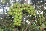 Nông dân Vũ Quang trồng thử nghiệm thành công cây mắc ca