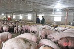 Phạt 160 triệu đồng cơ sở nuôi lợn không có giấy phép môi trường ở Lộc Hà