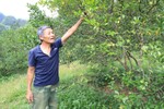 Người trồng cam Hương Sơn buồn lòng trước mùa thu hoạch