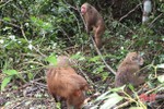 Vườn Quốc gia Vũ Quang tái thả gần 300 cá thể động vật hoang dã về môi trường tự nhiên