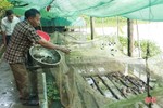 Triển vọng nuôi ếch thương phẩm trên ao cá của nông dân Cẩm Xuyên