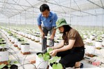 Lộc Hà quyết tâm phủ kín 553 ha cây trồng vụ đông