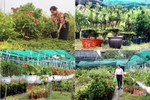 Từ bán hoa - cây cảnh thành “nông dân sản xuất kinh doanh giỏi” ở Hà Tĩnh