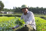 Nông dân “vựa” rau giống lớn nhất Hà Tĩnh tất bật vào mùa thu hoạch