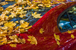 Những tác hại không ngờ của lá cây rụng đối với ô tô
