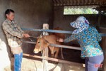 Hà Tĩnh: Khẩn trương tiêm vắc-xin phòng dịch bệnh chăn nuôi trong mùa đông